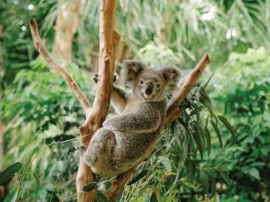 Peaceful Studio Close To Shops, Motorway, National Forest & Koalas! Tanah Merah 0*,